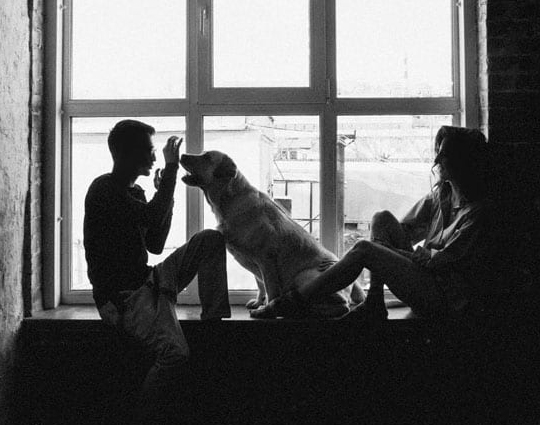 Dans notre Association cynophile en Algérie nous procédons à l'Organisation de concours et expositions canines