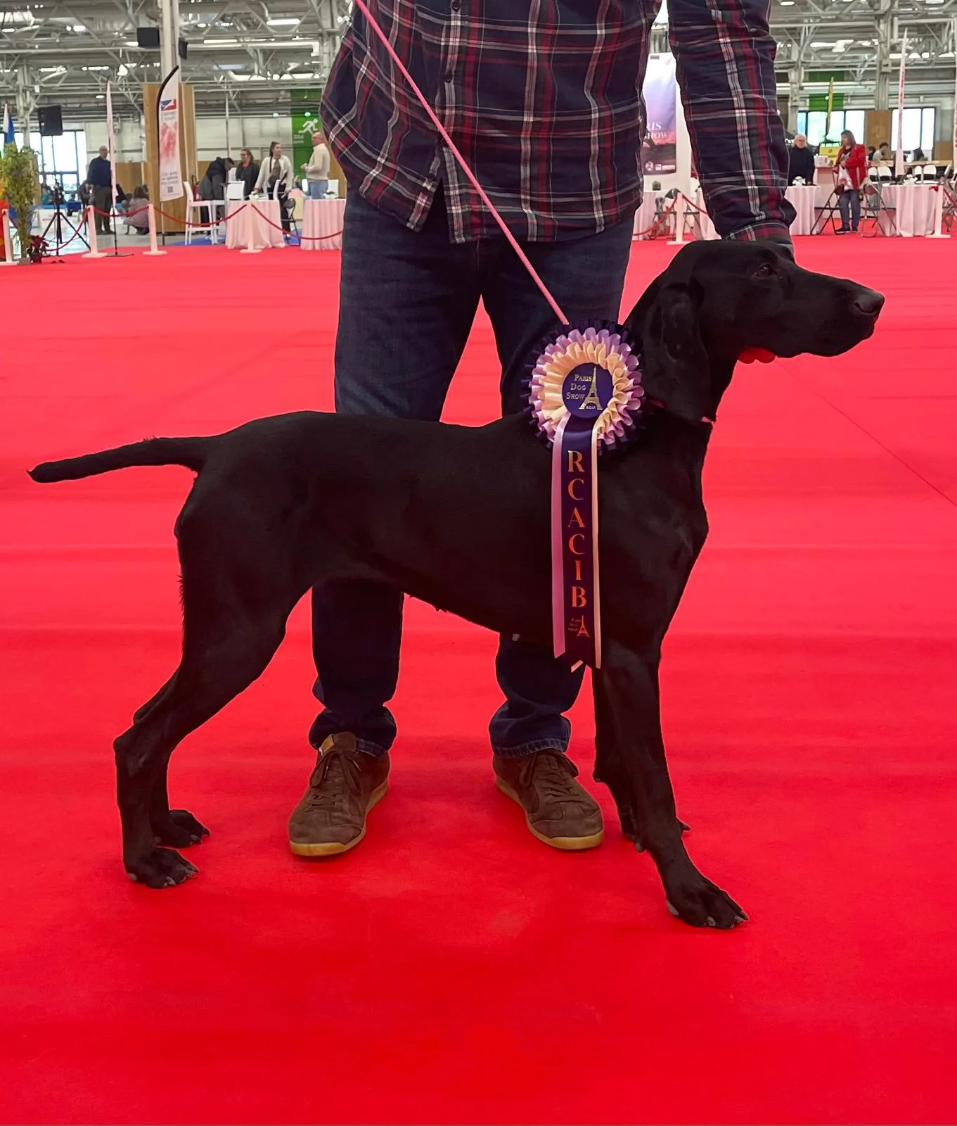 Confirmation des chiens – Juin 2026