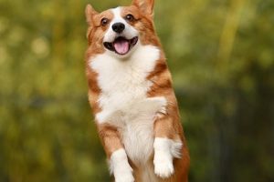 Au sein de l'Association cynophile en Algérie nous procédons à laFormation et professionnalisation